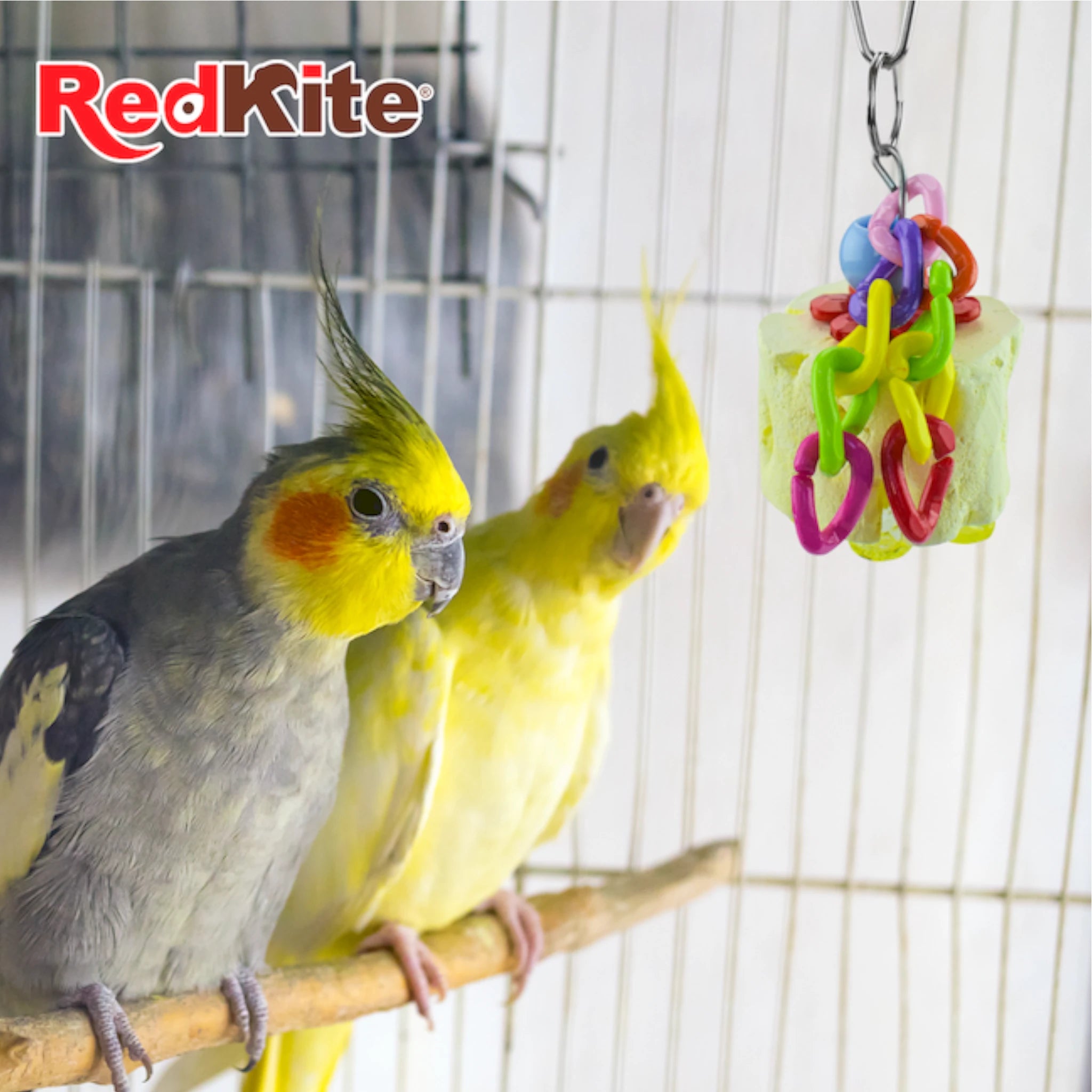 Ninfas jugando con juguete colgante con calcio RedKite dentro de su jaula, promueve diversión y desgaste natural del pico.