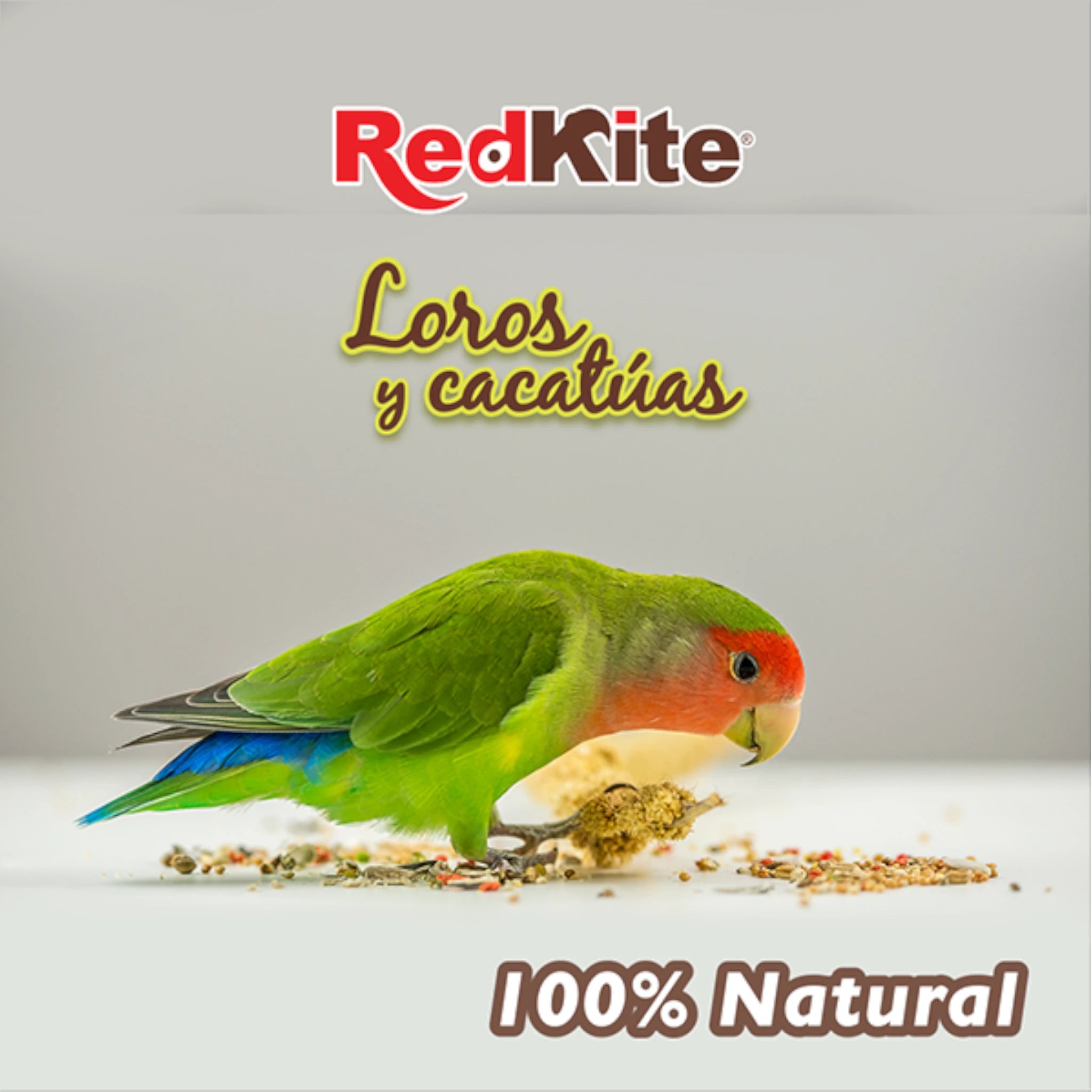 Loro verde comiendo semillas naturales RedKite para loros y cacatúas, alimento balanceado y nutritivo.