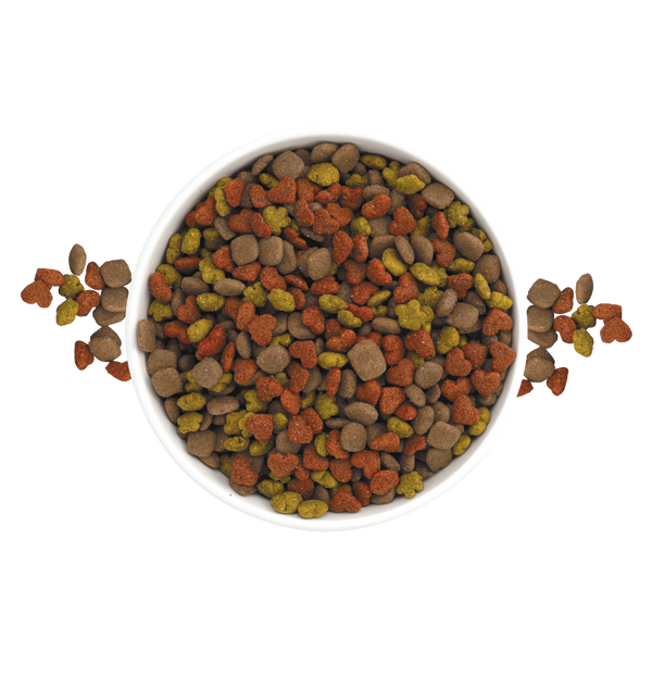 Nucan adulto raza pequeña