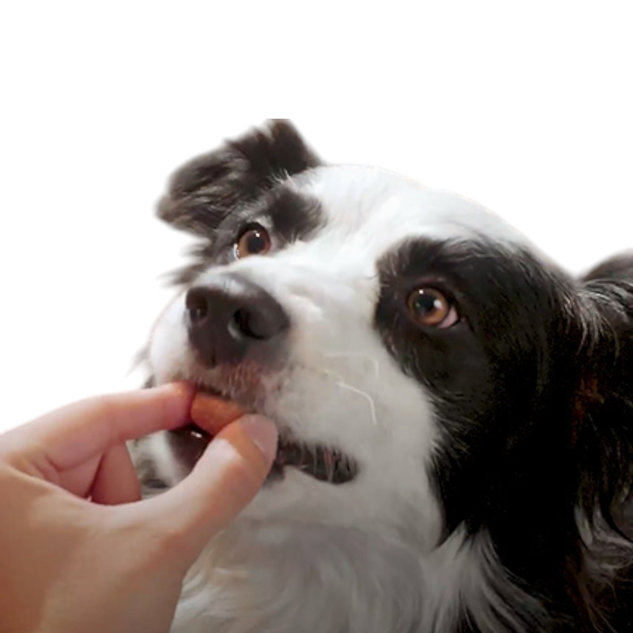 Perro aceptando fácilmente la tableta masticable de Nexgard Spectra durante la administración del antipulgas.