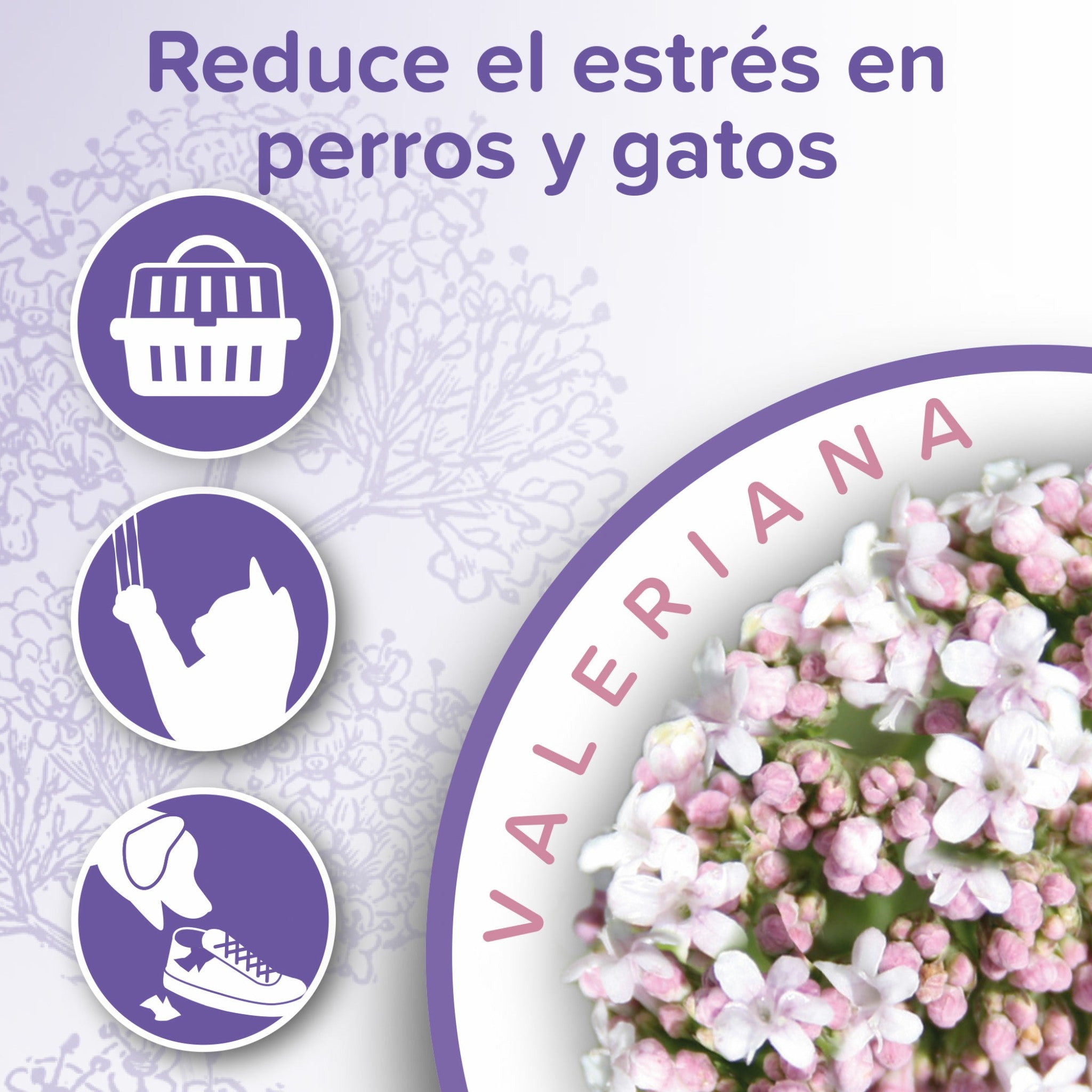 eneficios del Spray Calmante Beaphar: calma el estrés, evita mordidas, arañazos y facilita los viajes.