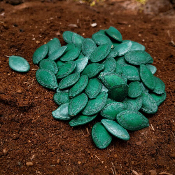 Semillas de calabaza redonda vistas de cerca, listas para sembrar en huertos caseros o a gran escala.