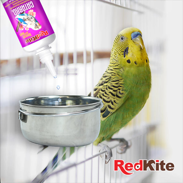 Periquito junto a bebedero con Tónico para Aves Catarro RedKite aplicado en el agua