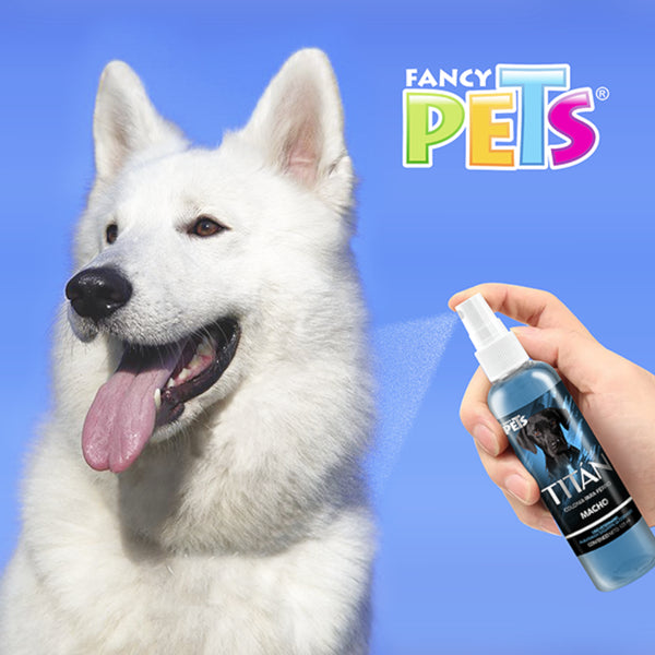 Mano aplicando la colonia Titán sobre un perro Husky blanco, demostrando su uso para un acabado de estética profesional y aroma duradero.