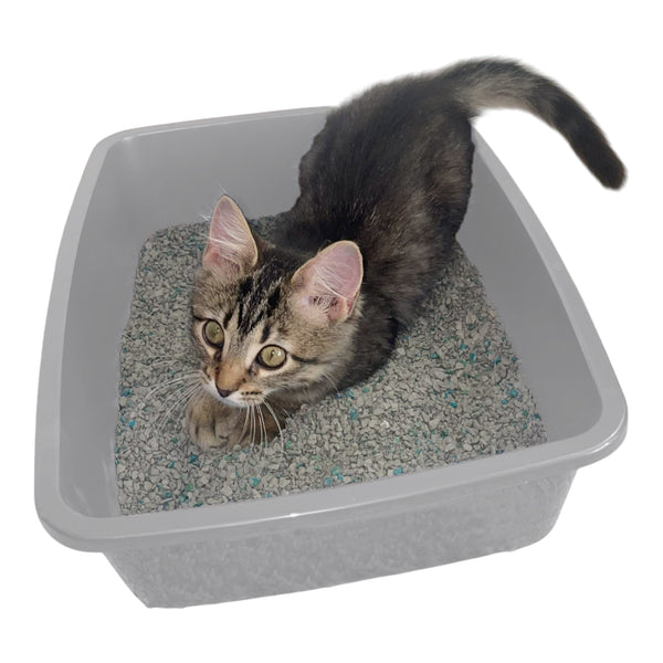 Gatito atigrado usando cómodamente una charola sanitaria Van Ness en color gris, resaltando el espacio ideal para sus necesidades.