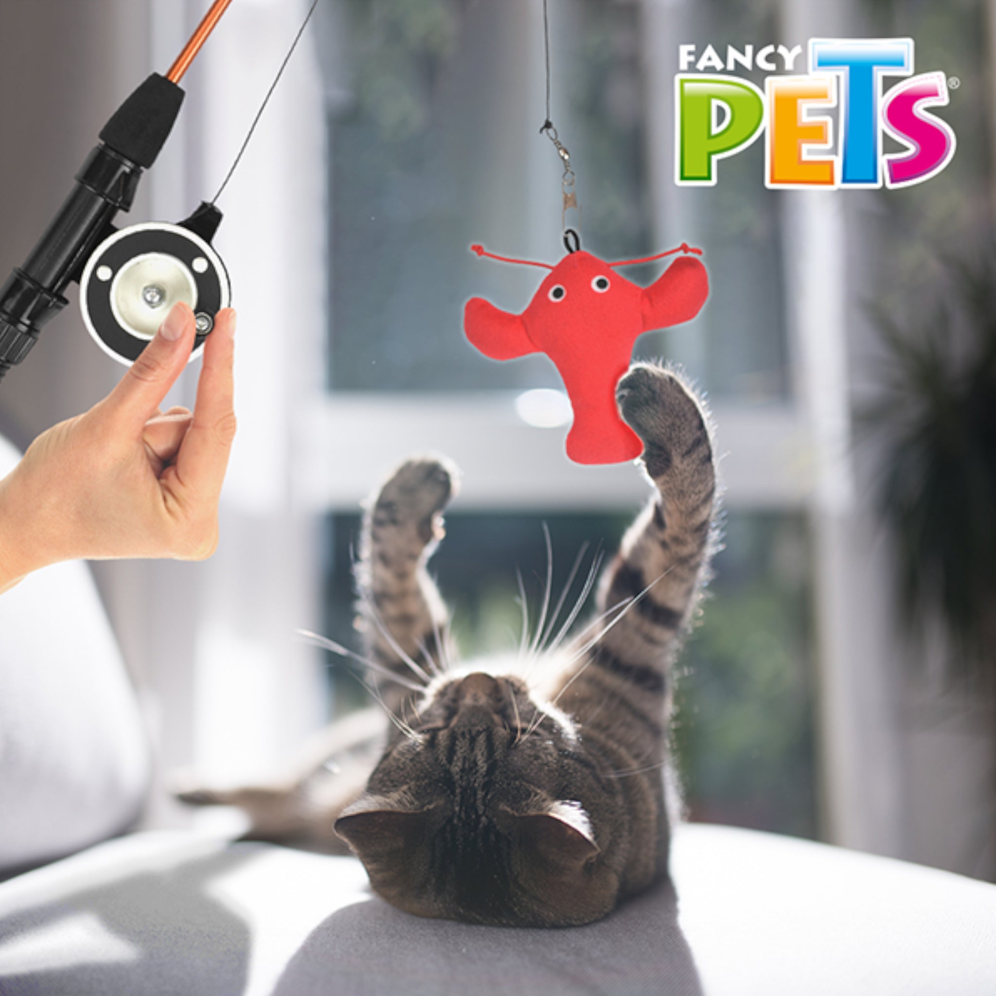 Gatito gris  jugando con la caña de pescar interactiva y el peluche de langosta