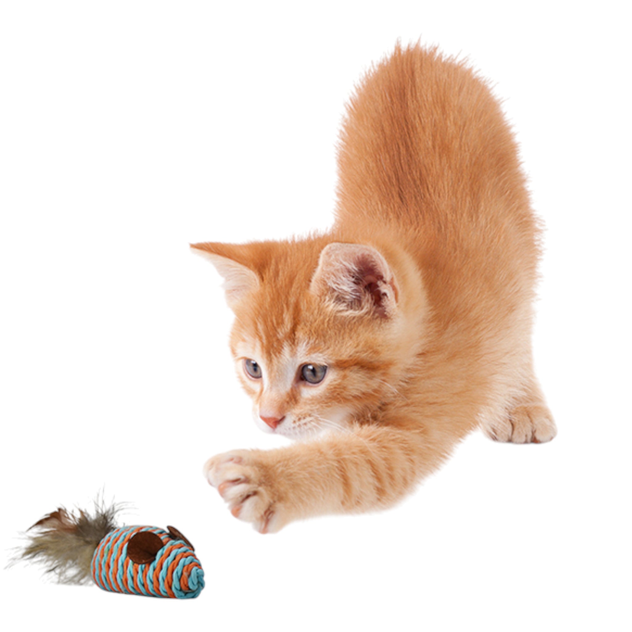 Gatito jugando con un ratón de mecate con plumas, simulando presa natural