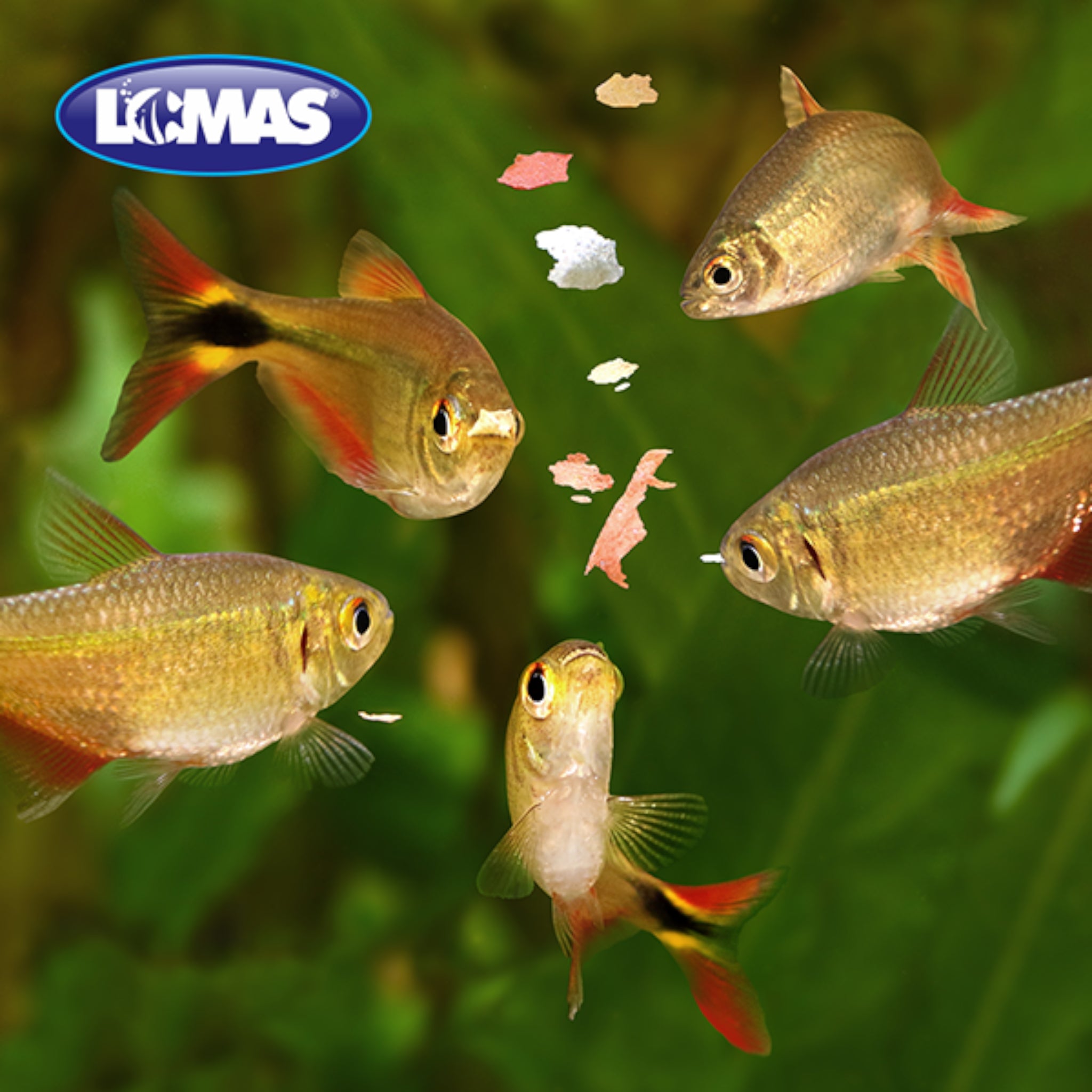 Grupo de peces tropicales tipo tetra alimentándose de hojuelas de colores en el acuario, demostrando la alta palatabilidad del producto.