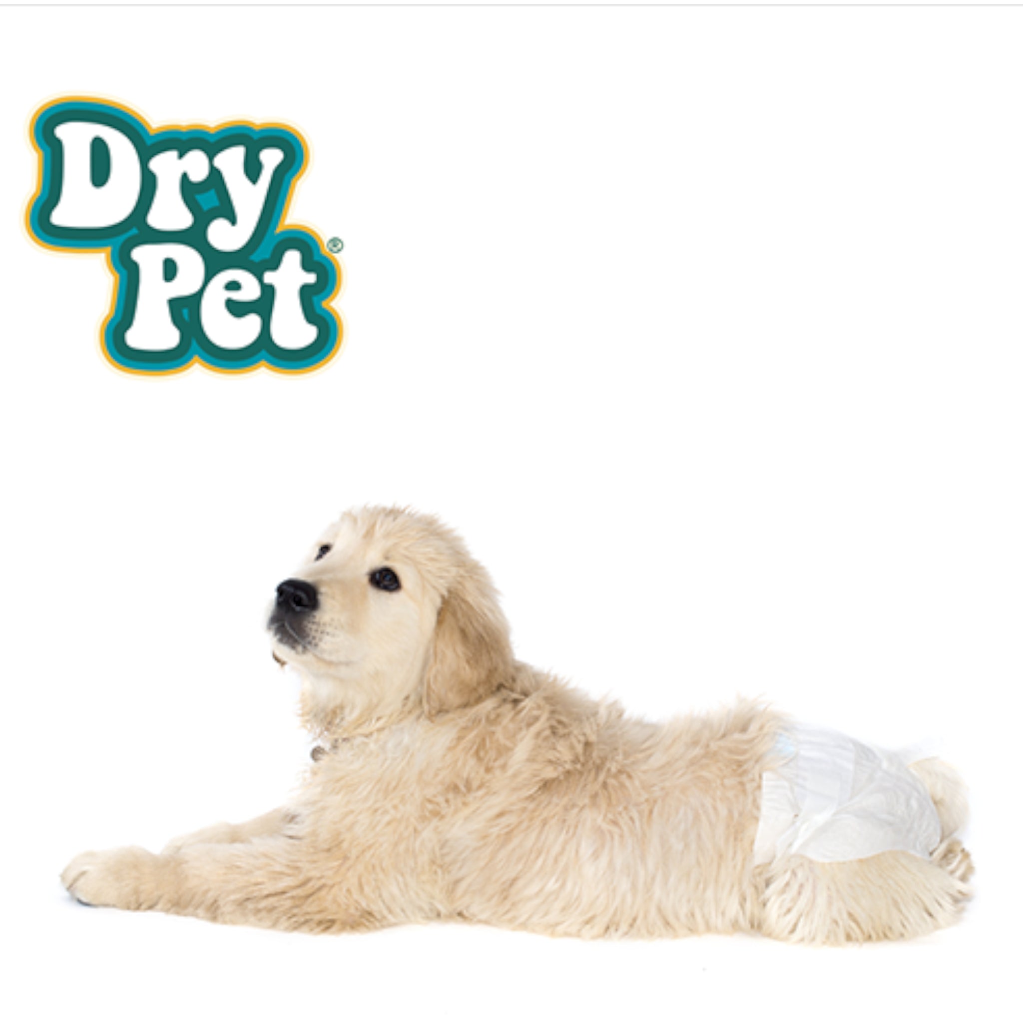 Perra de raza Golden Retriever usando pañal desechable Dry Pet, ideal para incontinencia convalecencia o cachorras en entrenamiento.