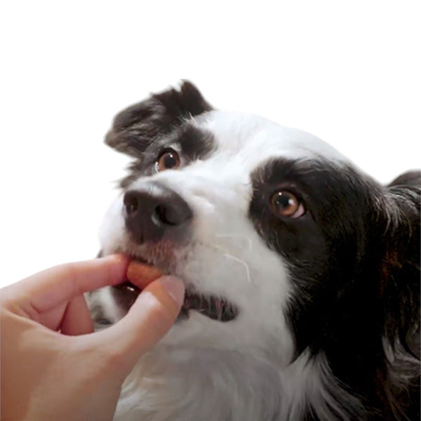 Perro de raza Border Collie aceptando voluntariamente la tableta masticable sabor carne de NexGard Spectra.