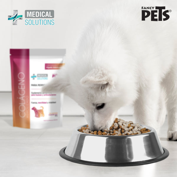 Perro blanco consumiendo su alimento mezclado con el suplemento de colágeno hidrolizado Fancy Pets, resaltando su palatabilidad gracias al hígado hidrolizado.