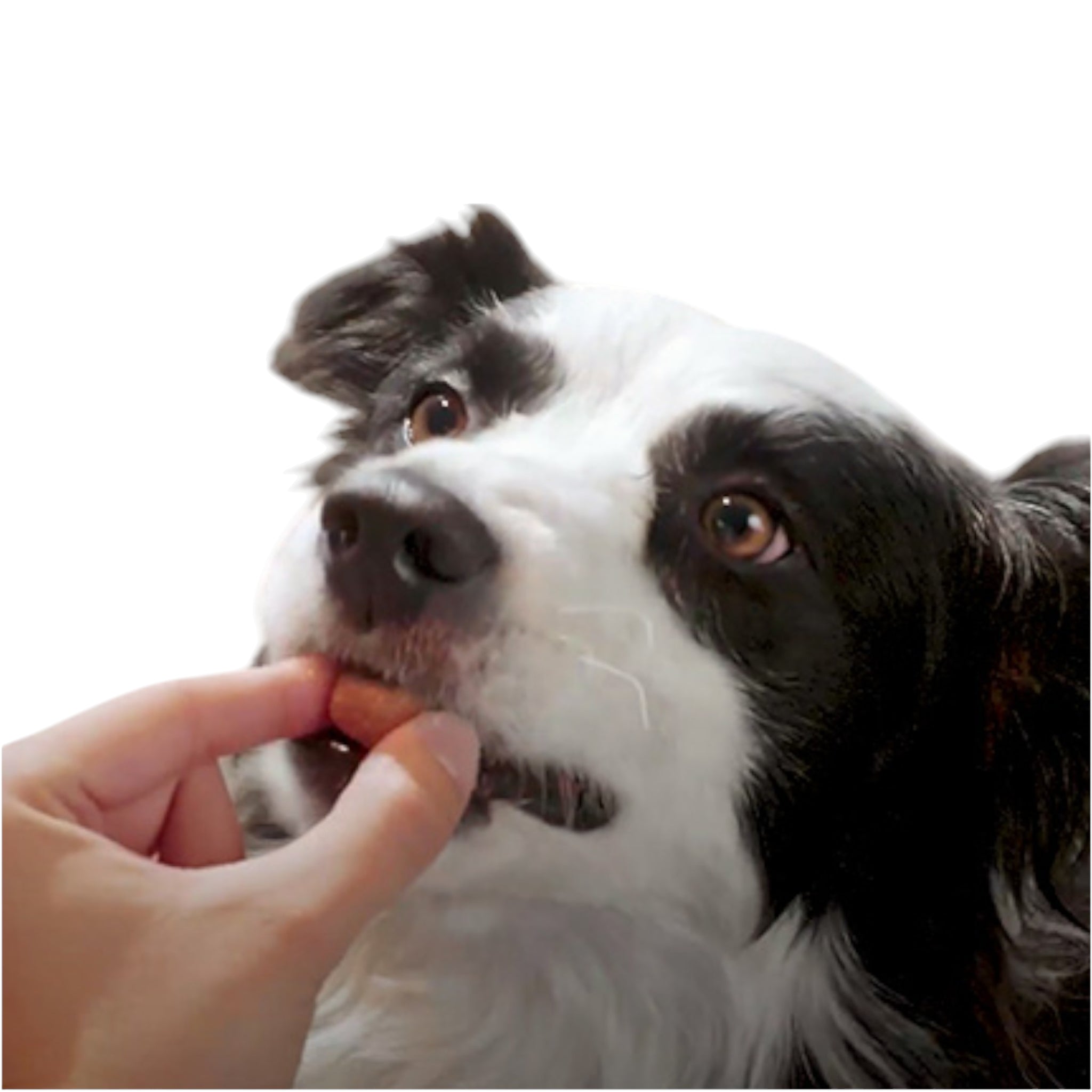 Perro mediano comiendo una tableta masticable Simparica durante su tratamiento antipulgas