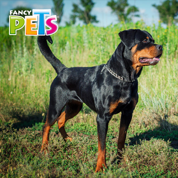 Perro de raza Rottweiler portando el collar de eslabón Fancy Pets de 3.5mm en exteriores, demostrando su uso como herramienta auxiliar de control en paseos.