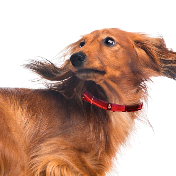 Perro de raza  usando el collar rojo reflejante de Fancy Pets, demostrando el ajuste cómodo y la alta visibilidad del color.