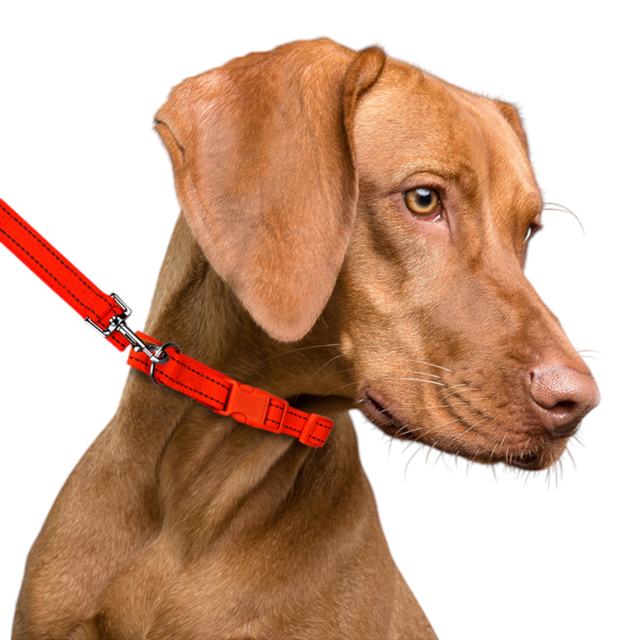 Perro de raza Vizsla usando el collar naranja con bandas reflejantes y la correa puesta, demostrando un ajuste cómodo y seguro para razas medianas.