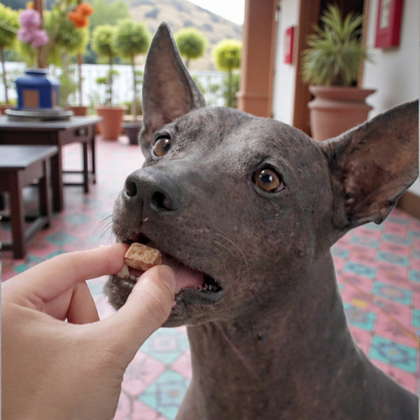 Perro xoloitzcuintle aceptando voluntariamente la tableta masticable Bravecto.