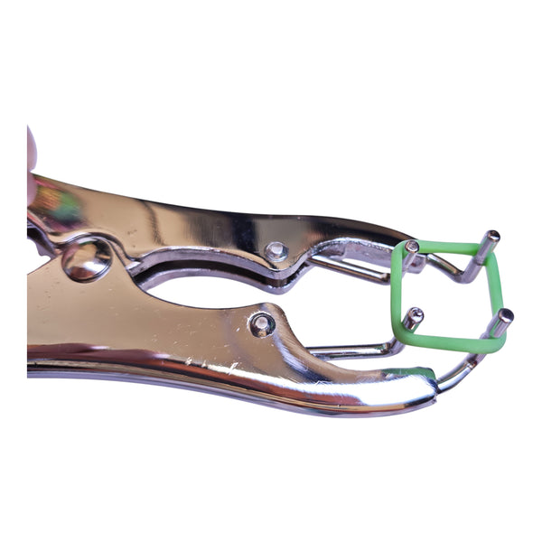 Pinza desoladora abierta mostrando cómo se coloca la liga de corte de cola en el ganado.