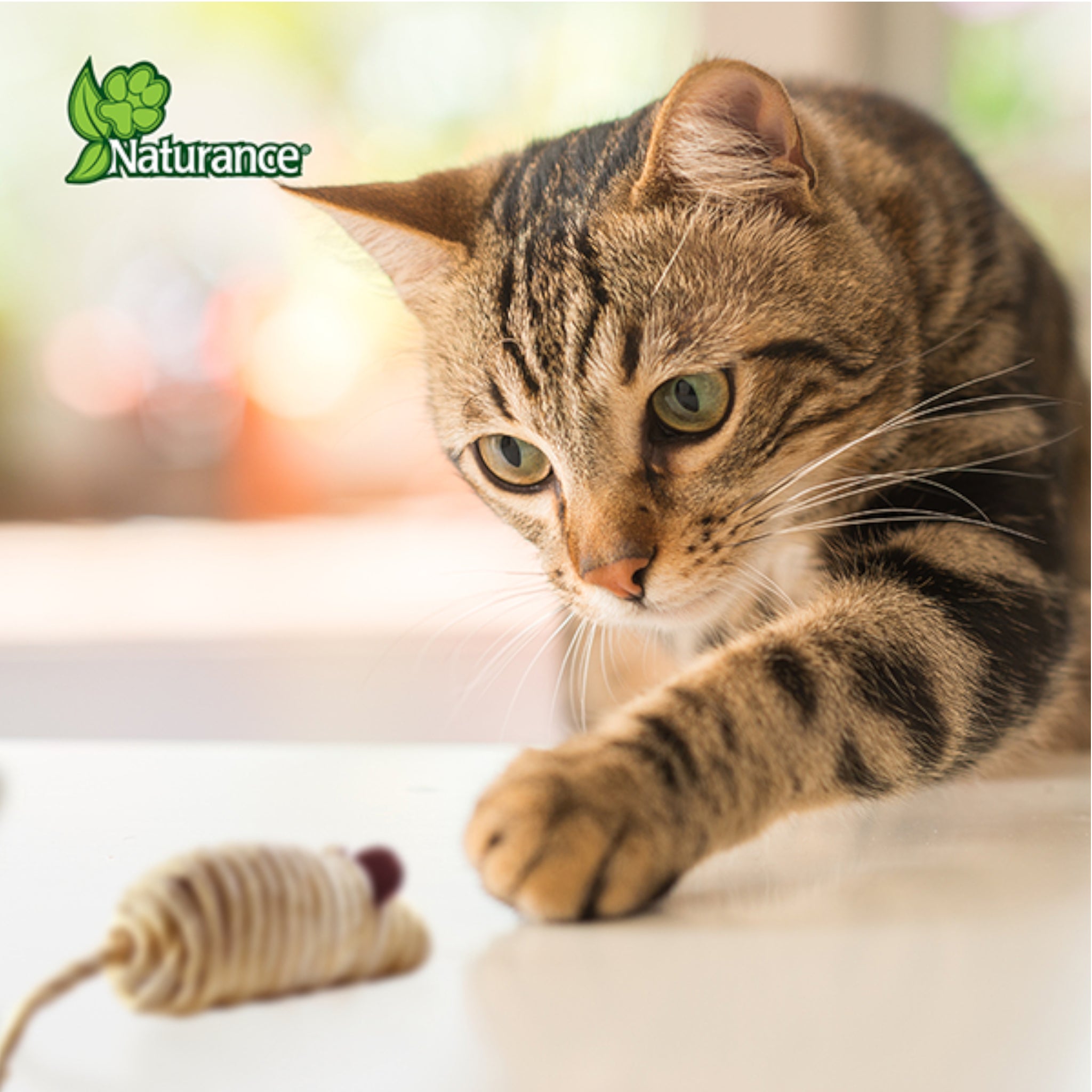 Gato jugando y persiguiendo un ratón de cuerda diseñado para estimular su instinto.