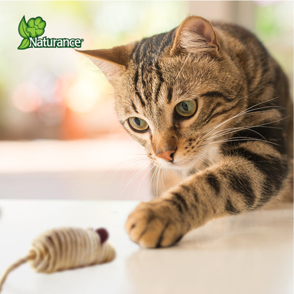 Gato jugando y persiguiendo un ratón de cuerda diseñado para estimular su instinto.