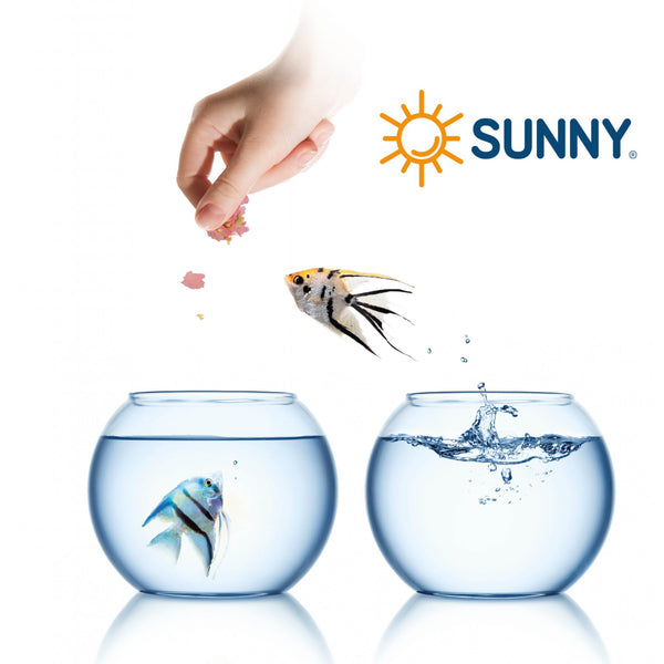 Persona alimentando a un pez tropical con hojuelas Sunny sobre la superficie del acuario.