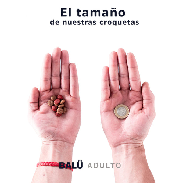 Comparativa visual del tamaño de las croquetas Balú Adulto en la palma de una mano junto a una moneda para mostrar su escala real.