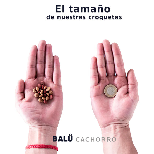 Comparativa visual de las croquetas Balú Cachorro en la palma de una mano junto a una moneda para mostrar su tamaño pequeño y manejable.